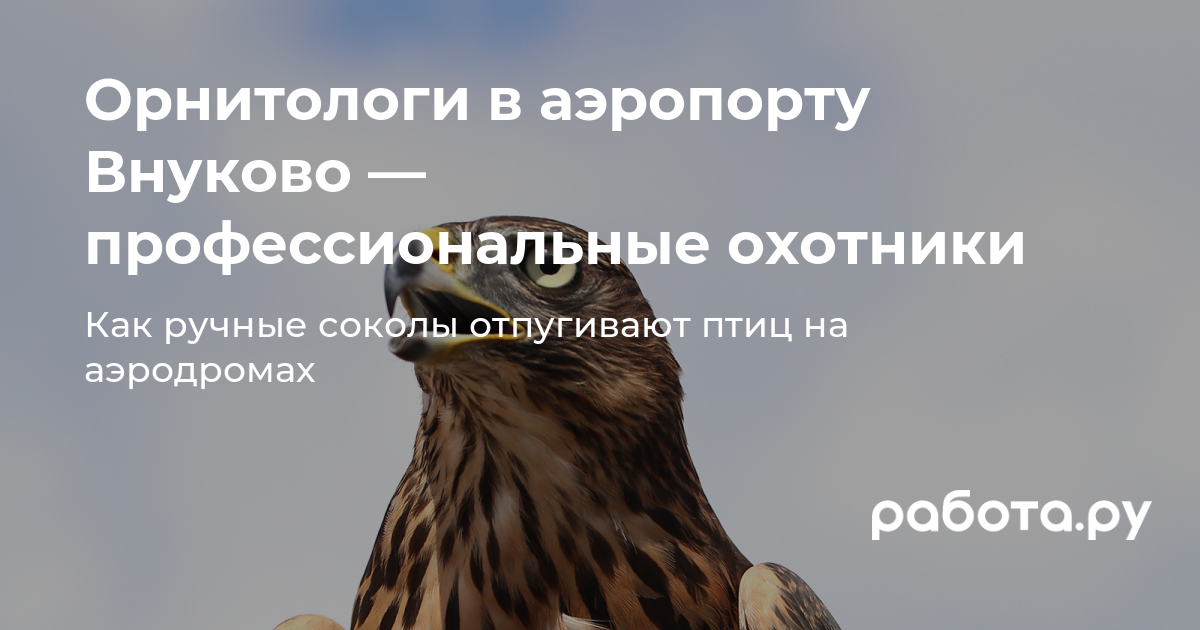 Работа орнитолога в аэропорту -— как хищные птицы отпугивают птиц и  животных на аэродромах