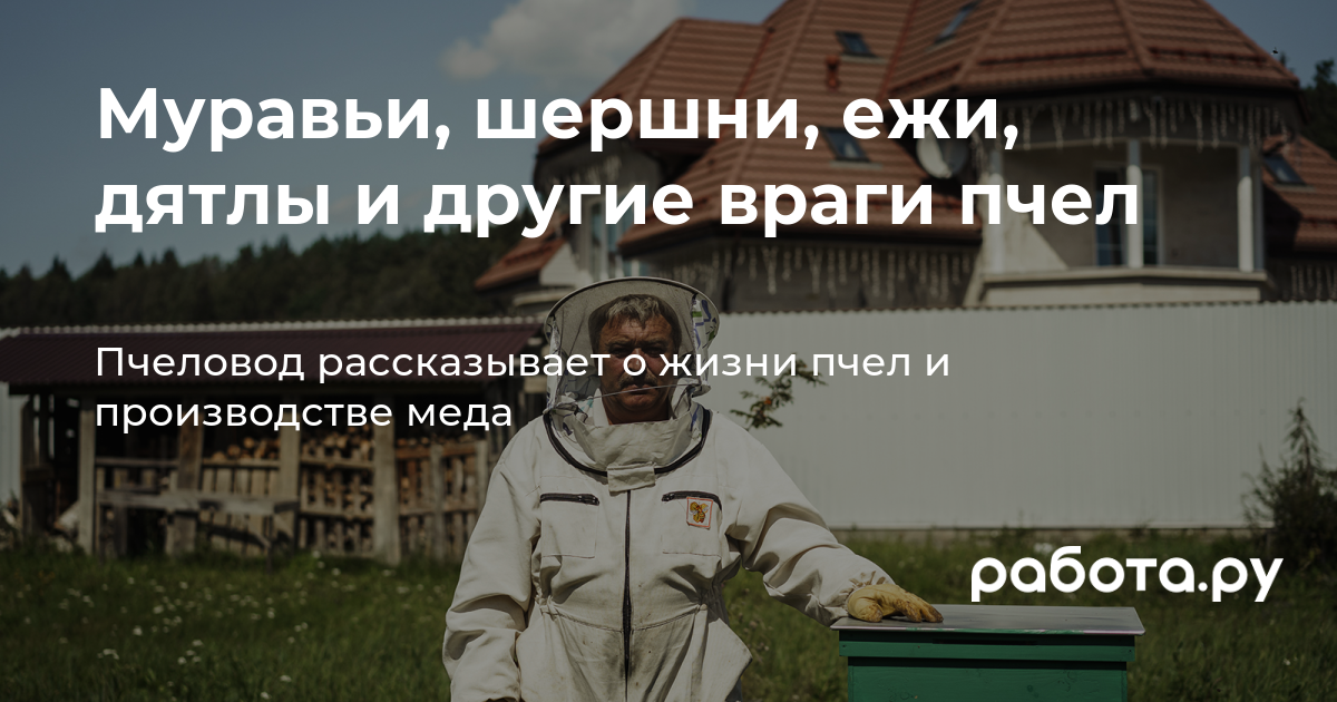 Я делаю и продаю мед в Подмосковье — фоторепортаж с пасеки в медиа «Просто  работа», Работа.ру